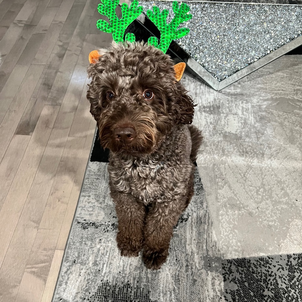 Meet your Posher, Cy'ryi